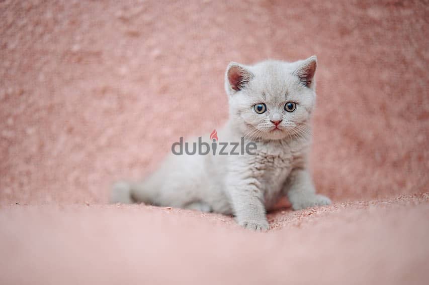 Gorgeous Male and Female British Shorthair Kitten For Sale. 2