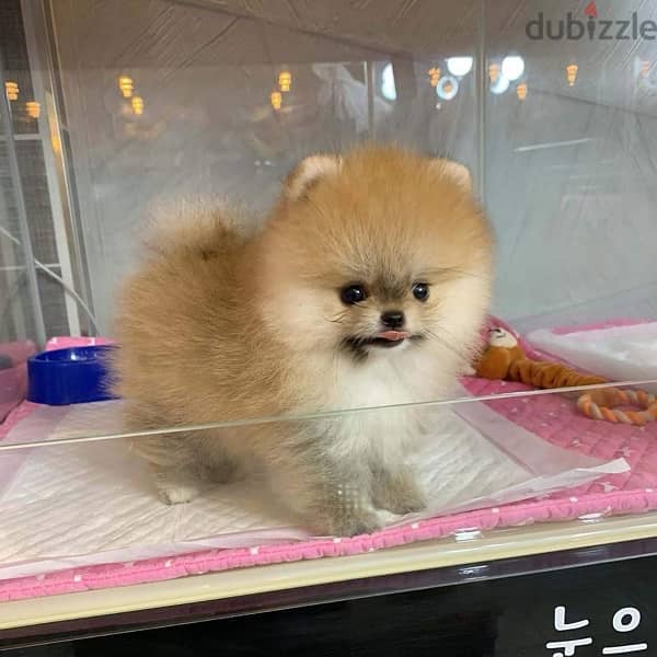 Male Pomeranian for sale 0