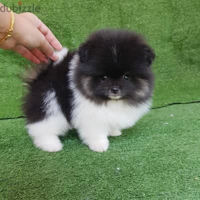 Pomeranian  female for sale