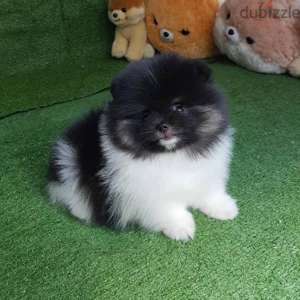 Pomeranian  female for sale 1