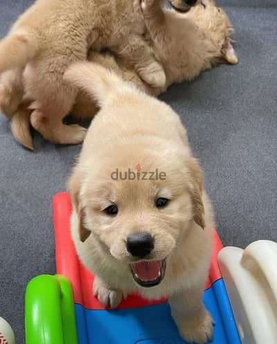 Golden retriever for sale