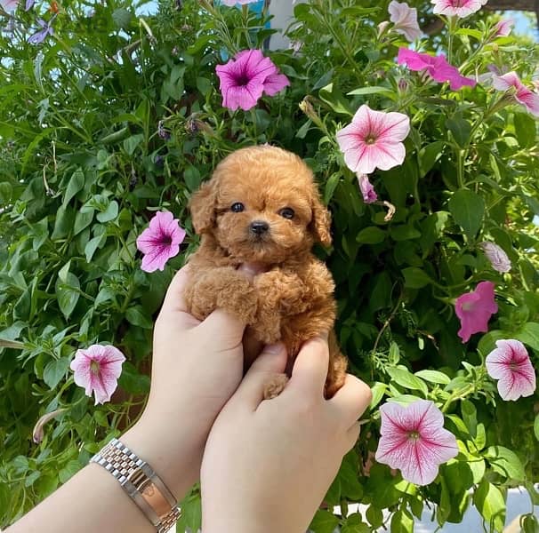 Tcup Poodle for sale 0