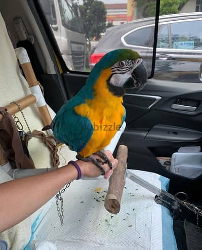 Macaw for sale