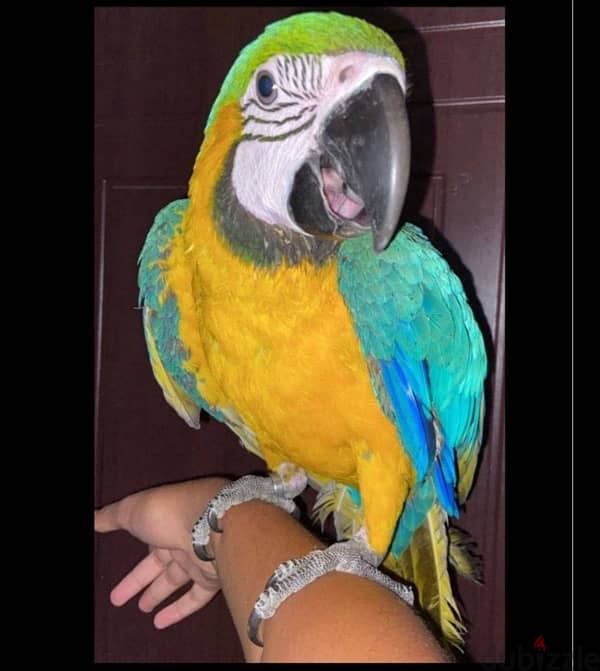 Gold Macaw for sale 0