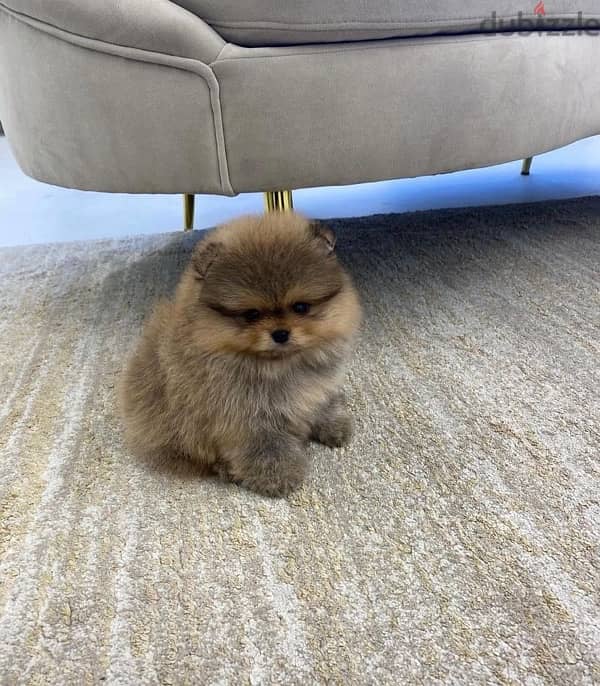 Male Pomeranian for sale 1