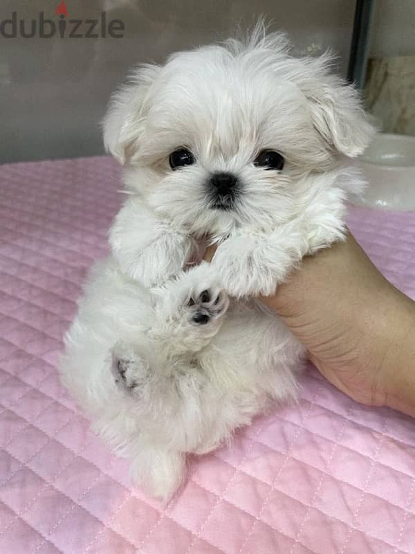 Maltese puppy for sale 1