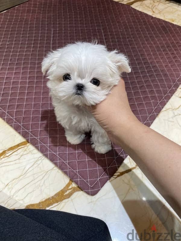 Maltese puppy for sale 2