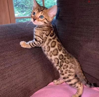 Bengal for sale