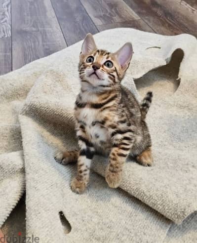 Bengal for sale