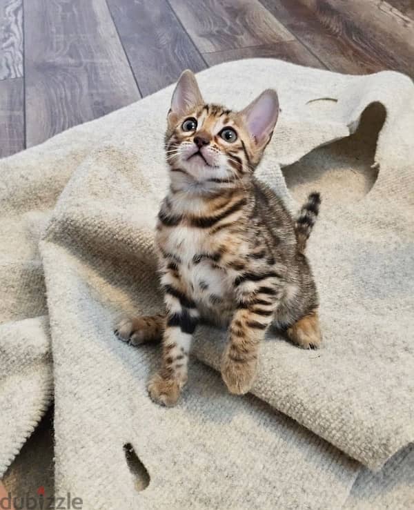 Bengal for sale 0