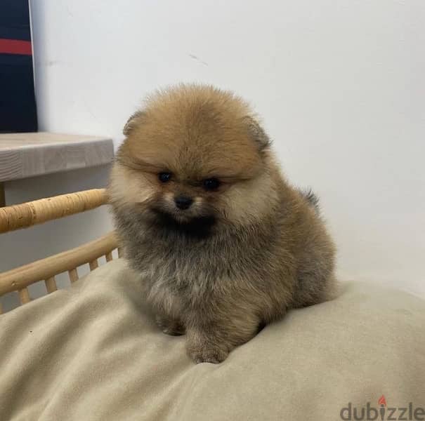 Pomeranian for sale 0