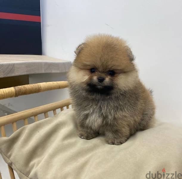 Pomeranian for sale 1