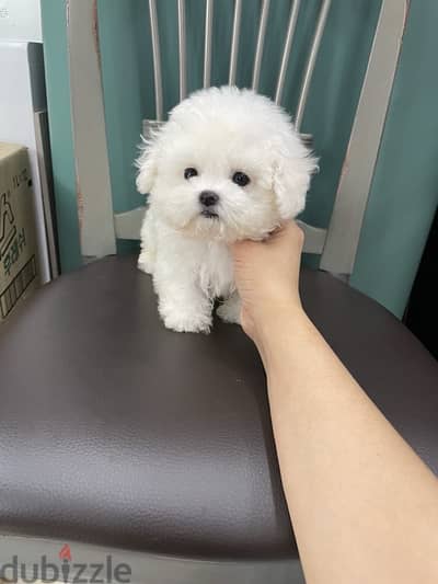 White Poodle for sale