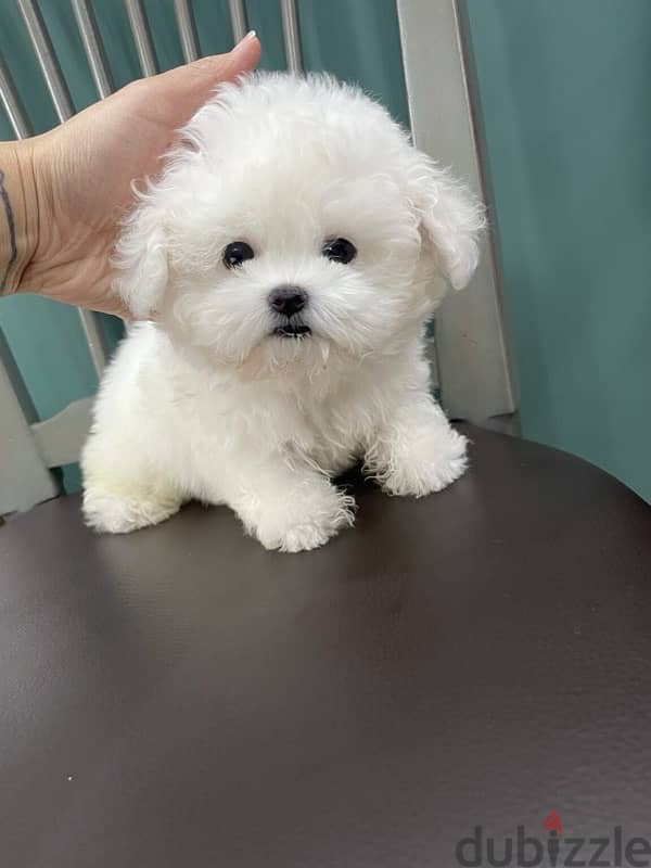 White Poodle for sale 1