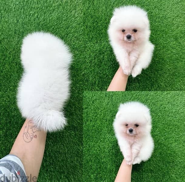 White Pomeranian for sale 0