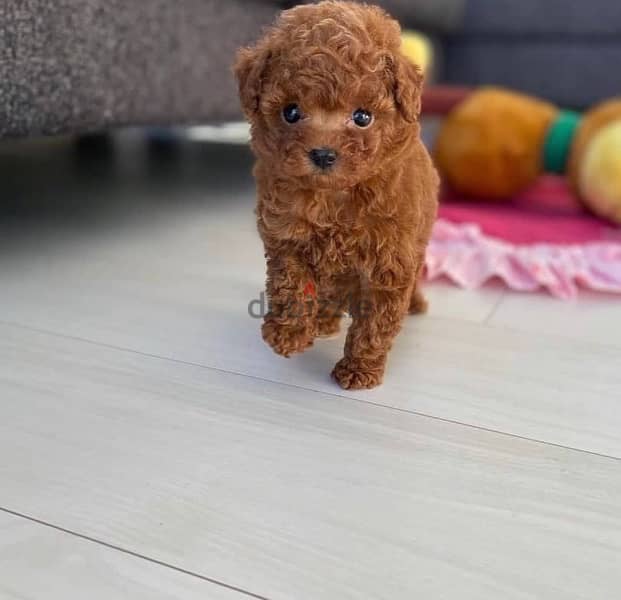 Female Poodle for sale 0