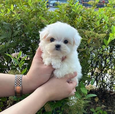 Maltese