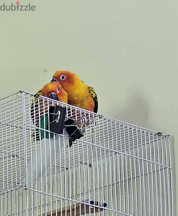 Sunconure (Mango) breeding pair 0