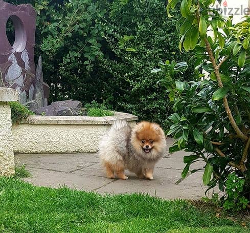 2 Brown Pomeranian Puppies for sale. 1