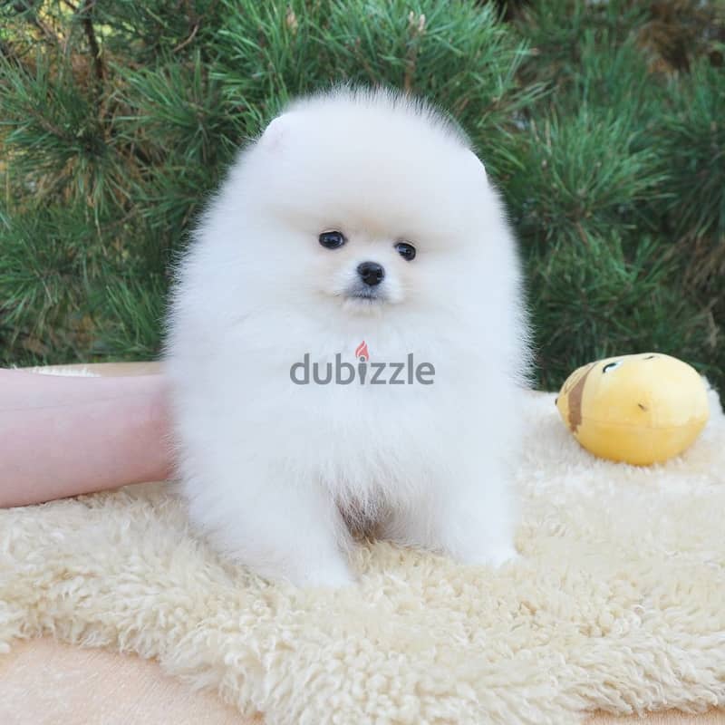 Pomeranian Puppies// Whatsapp +97455792932 0