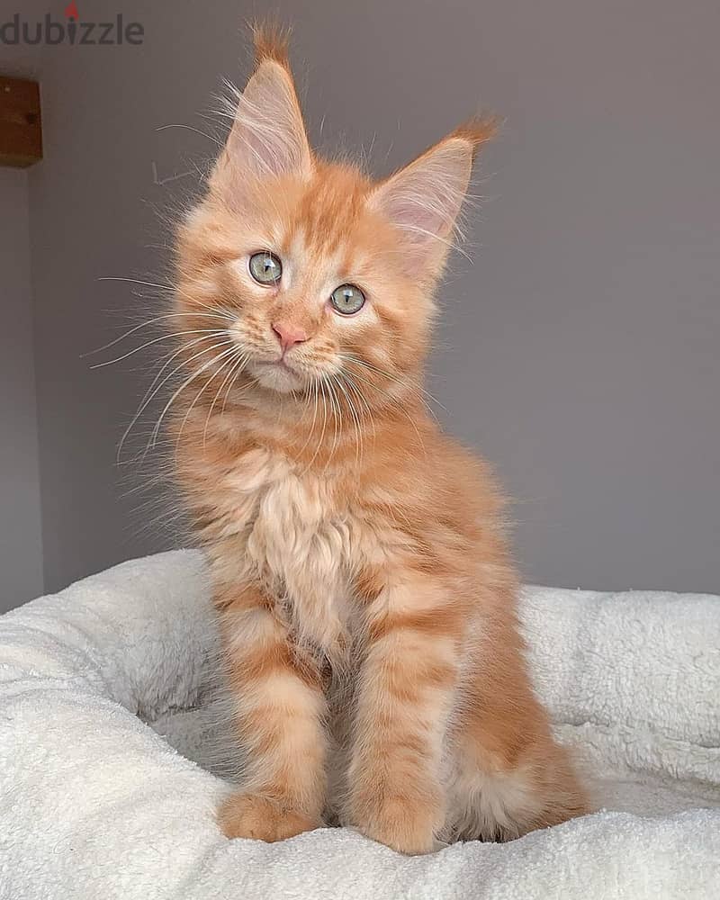 Maine Coon Kittens// Whatsapp +97455792932 0