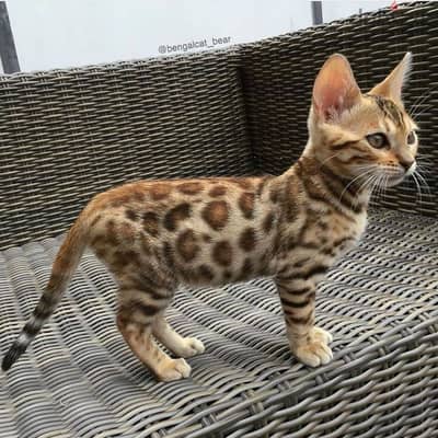 Bengal