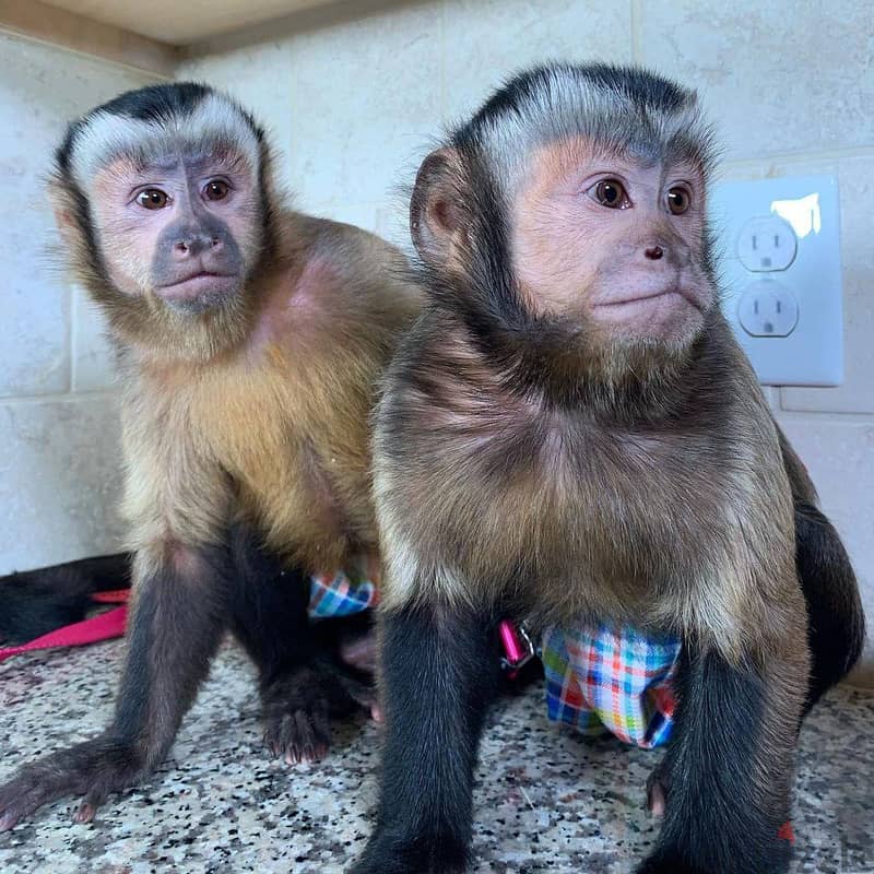 Capuchin monkeys// WhatsApp +97455937699 0