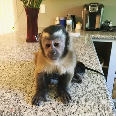 capuchin monkey// Whatsapp +971552543679