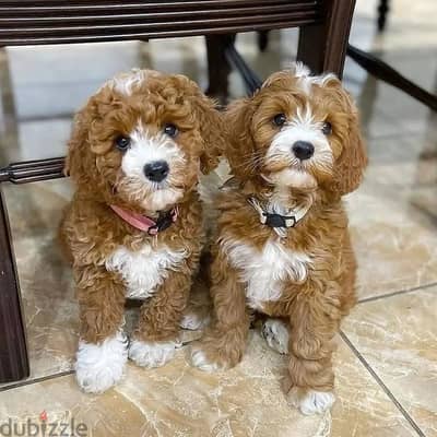 Cavapoo Puppies // Whatsapp +97455792932