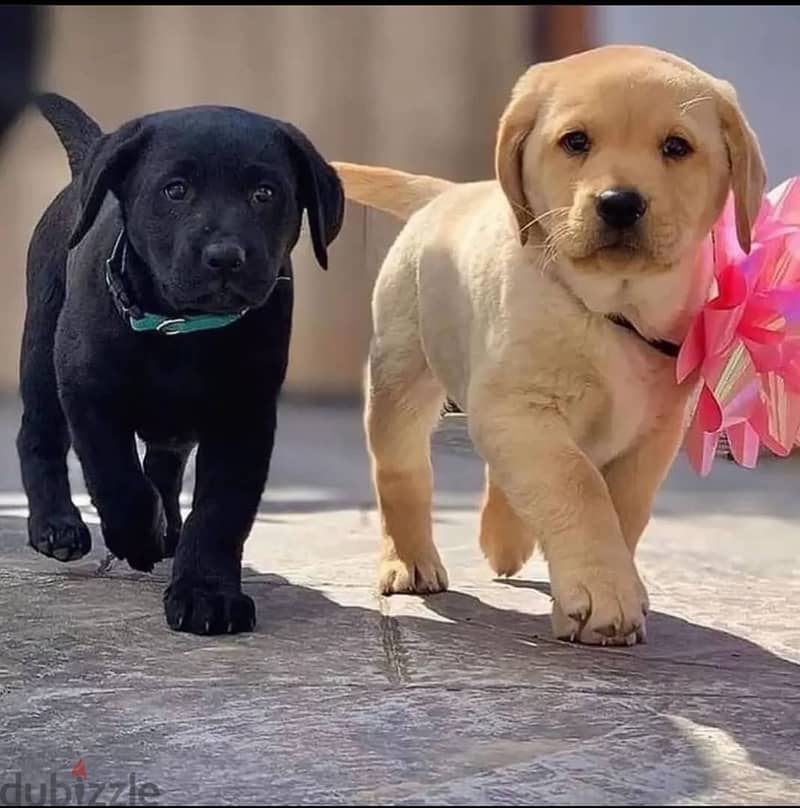 Labrador puppies// WhatsApp +97455937699 0