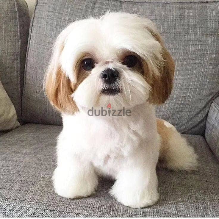 Shih Tzu Puppies// Whatsapp +971552543679 0