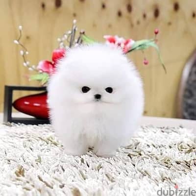 pomeranian