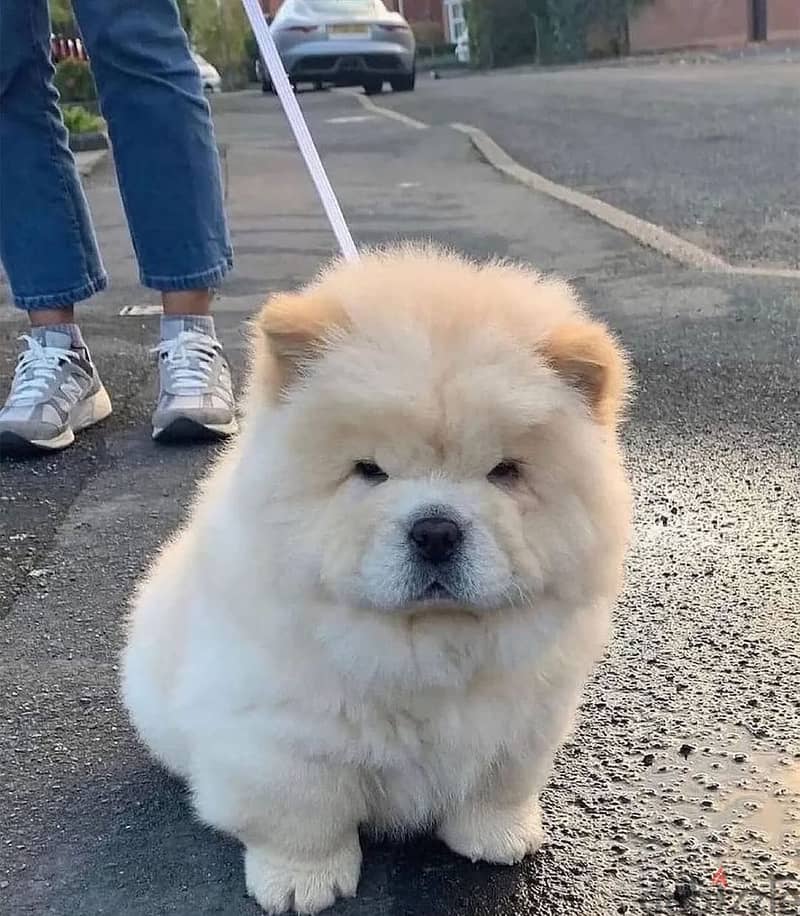 chow chow puppies// Whatsapp +971502618837 0