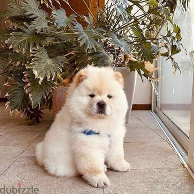 Olx chow chow puppies best sale