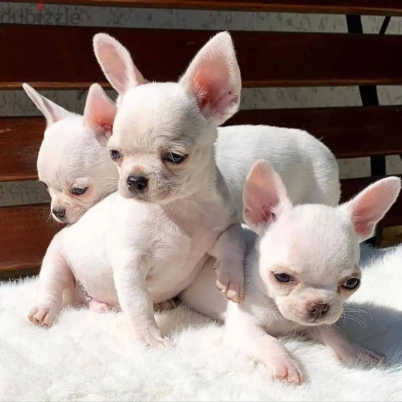 Chihuahua puppies// Whatsapp +971552543679 0