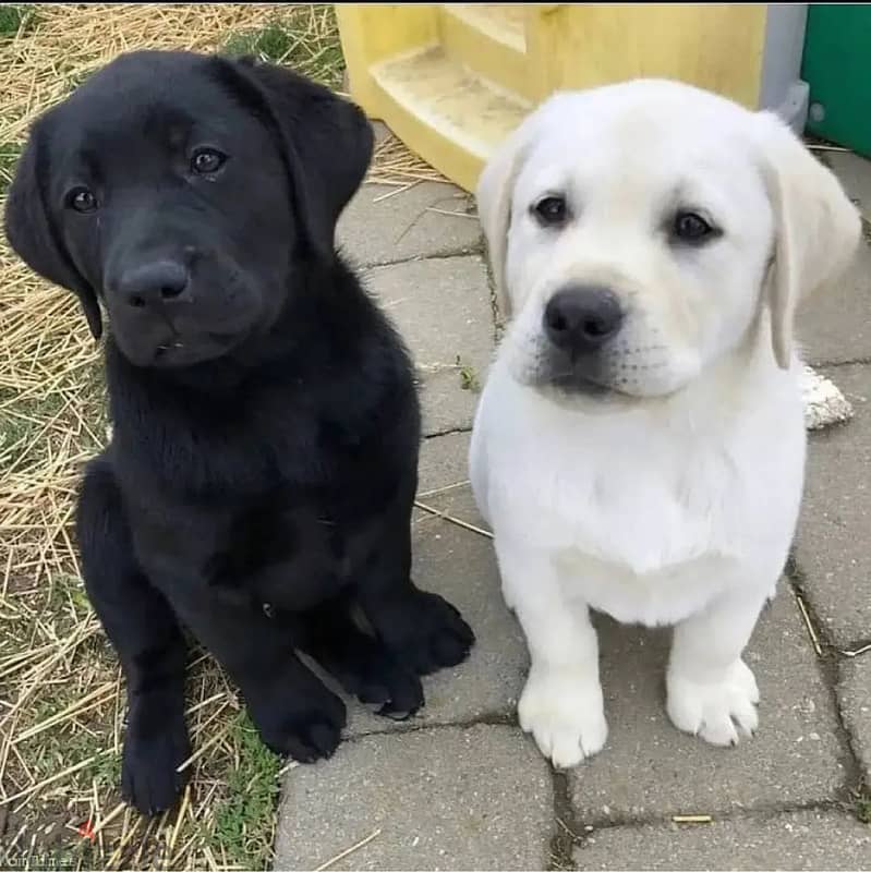 Labrador Puppies// Whatsapp +971552543679 0