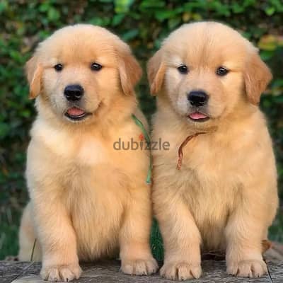 Golden Retriever // Whatsapp +971502618837