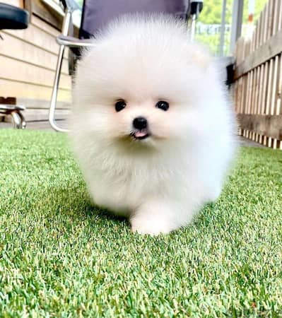 Pomeranian