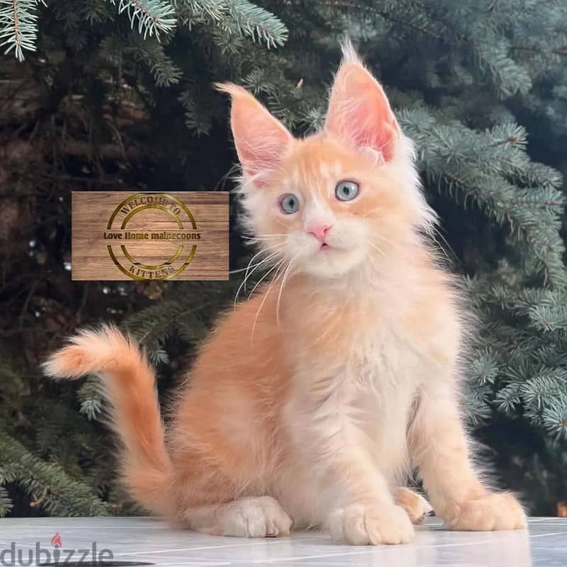 Maine coon cats// Whatsapp +971502618837 0