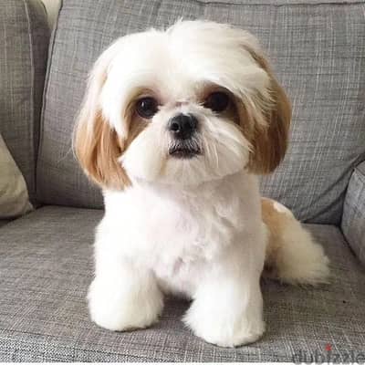 Shih Tzu puppies// Whatsapp +971502618837