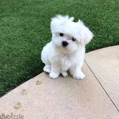 Maltese