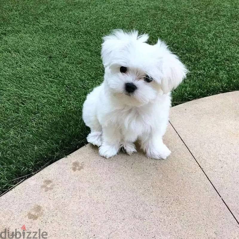 Maltese puppies// Whatsapp +971502618837 0