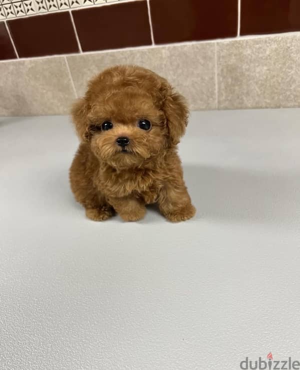 Purebred Poodle for sale 0