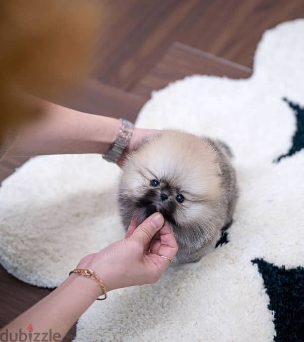 mini Pomeranian for sale 0