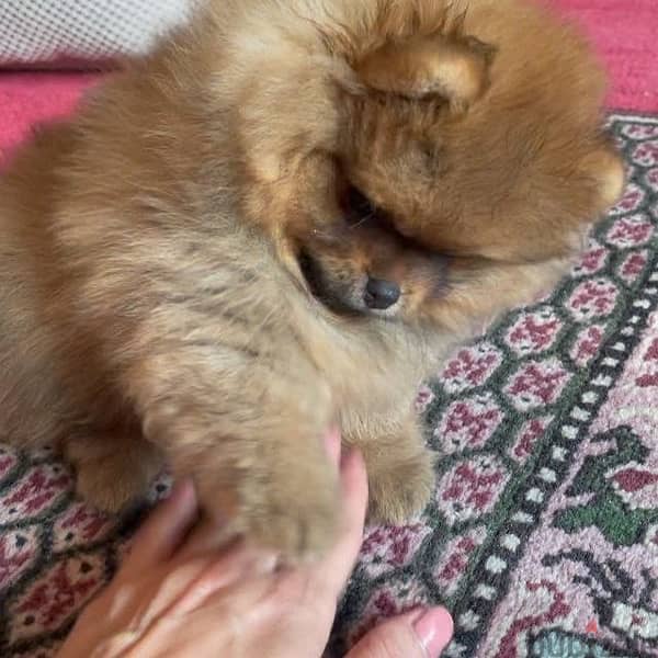 Cream male Pomeranian for sale 0