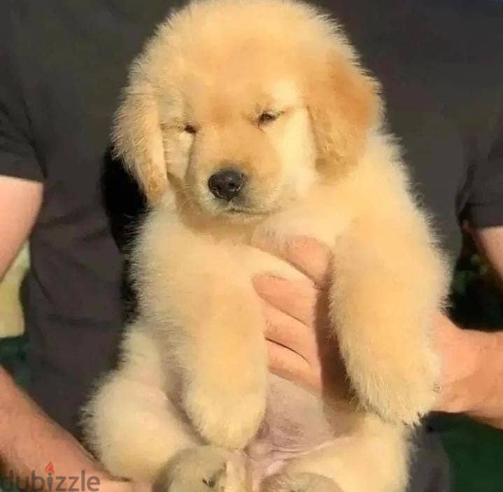 Golden  Retriever Puppy 0