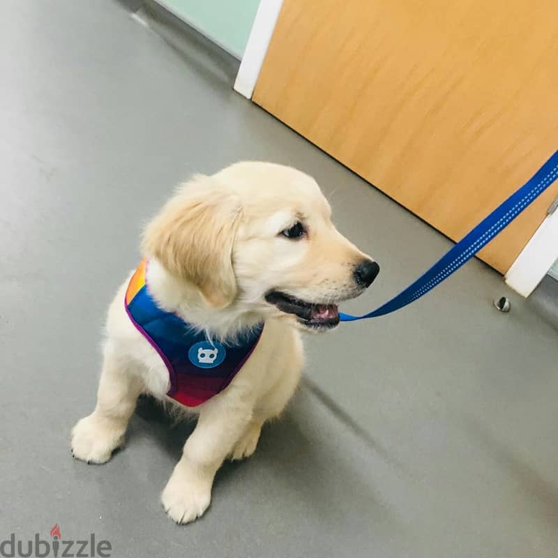 Golden  Retriever Puppy 1