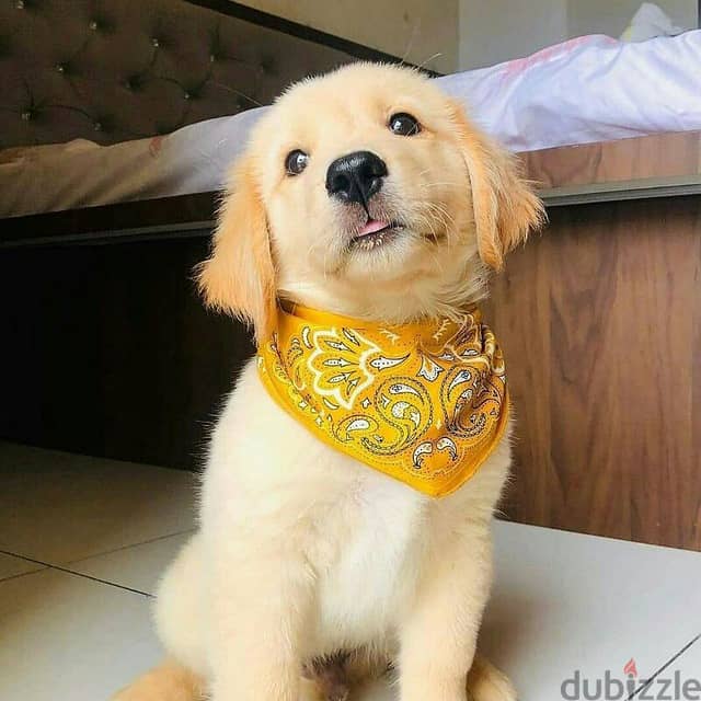 Golden  Retriever Puppy 2