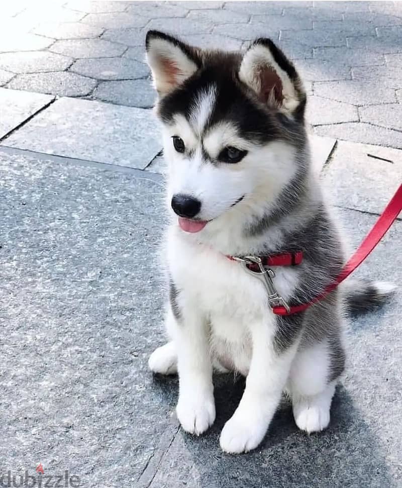 Siberian husky puppies// Whatsapp +97455792932 0