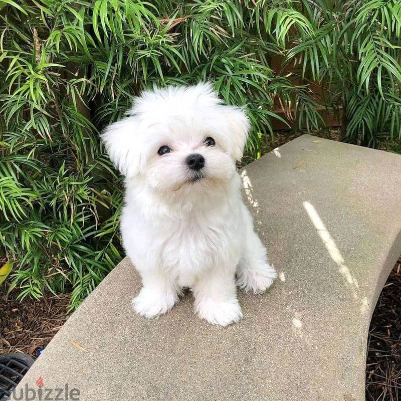 Maltese puppies // Whatsapp +97455792932 0